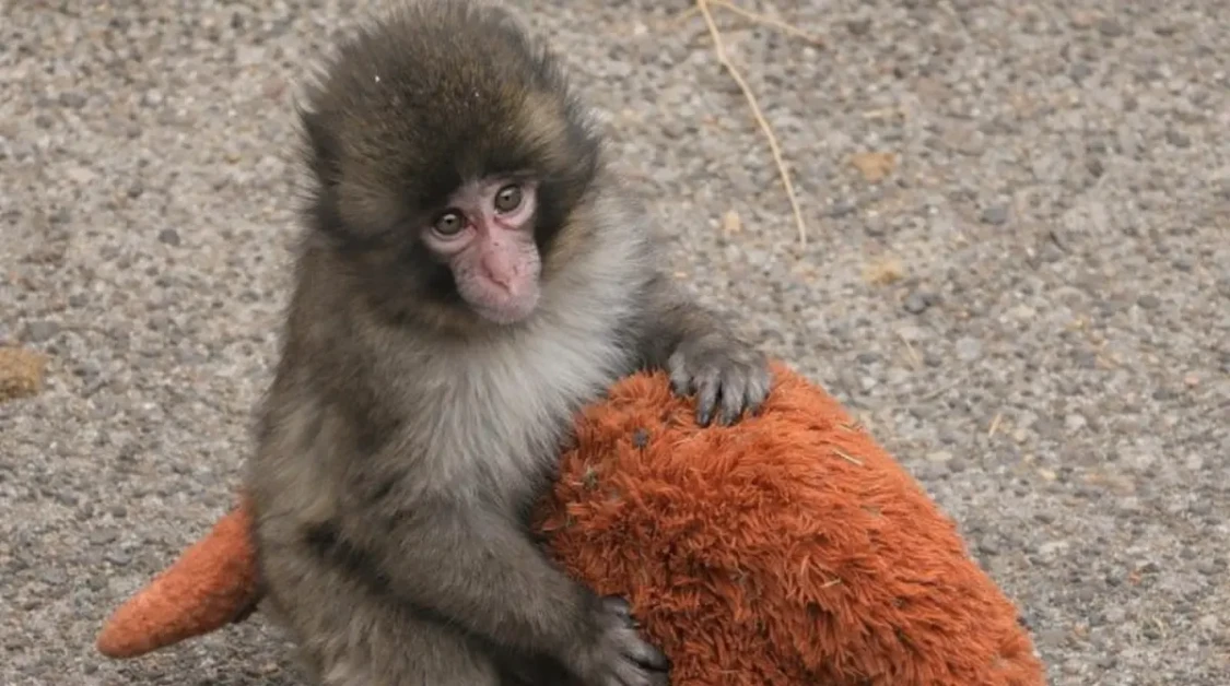 Punch monkey baby macaque holding an orange plush toy on gravel ground in a close-up wildlife photo
